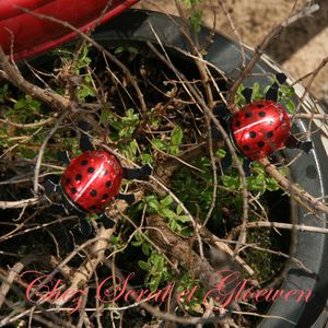 les coccinelles en chocolat chez Gloewen et Scrat (1)