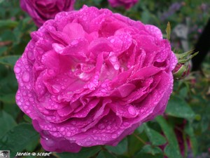 Reine_des_Violettes_et_rose