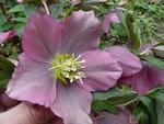 Rose_de_Noel_Hellebore_nigra_MMVC_647F