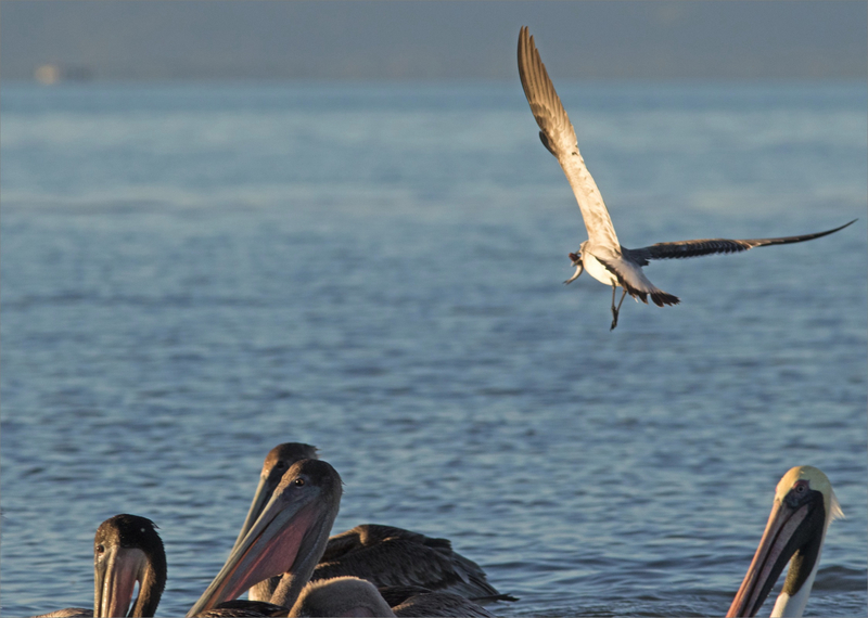 J10 Ensenada lodge 101219 300 ym 10 oiseau mouette poisson