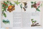 LES-PAPILLONS-6-grand-livre-d'or-muluBrok