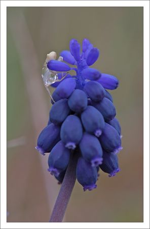 torfou_muscari_araignee_goutte_1_270311