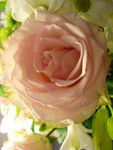 20100409_Rose_vonvon__2_