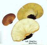 IH1 pl 21 Panellus serotinus 148
