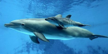 1352_1343_mother_dolphin_with_calf-1_1_460x230