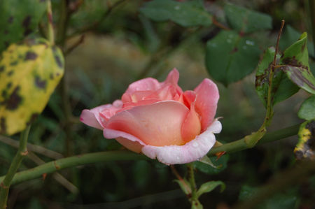 Rose_rose