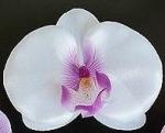 orchidee blanche rose barette
