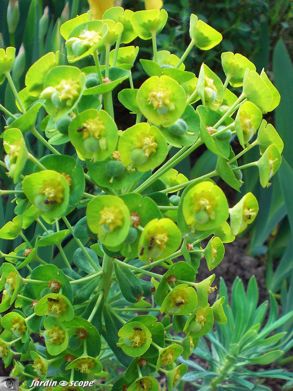 Euphorbe corse  •  Euphorbia characias