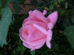 rose_rose_2