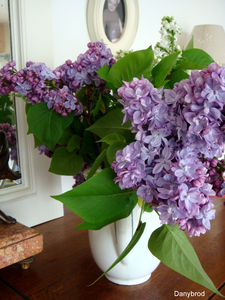 lilas2