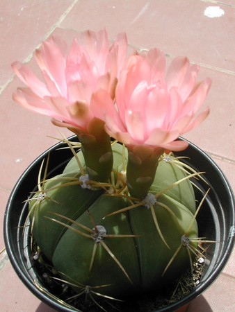 GYMNOCALICIUM_HORSTII__4_