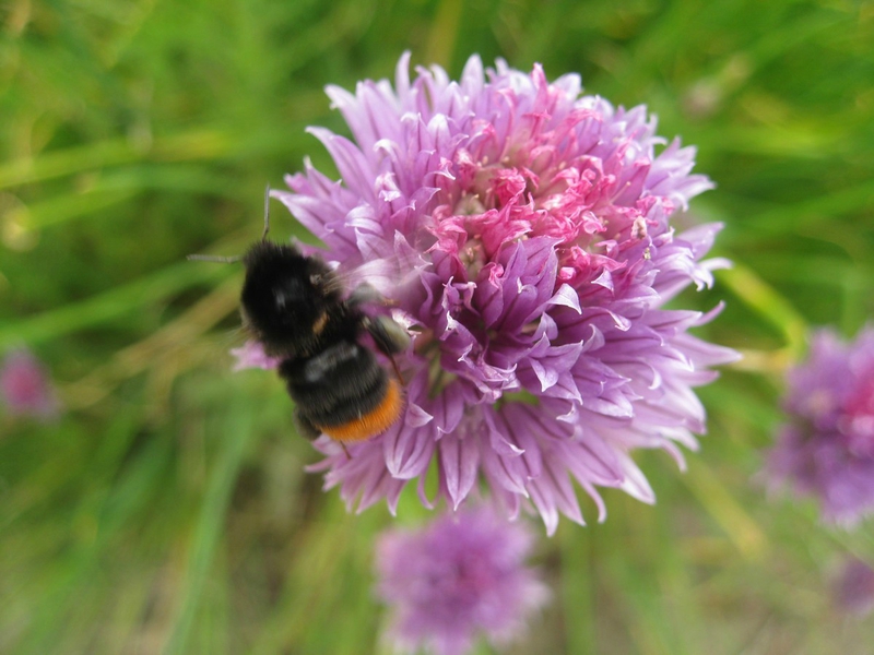 abeille butinant les fleurs (1)