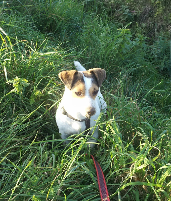 jackrussel3