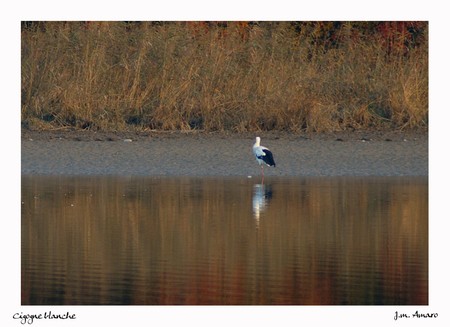 2007_11_Cigogne_01