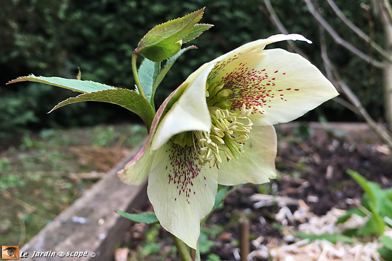 Hellebore-2