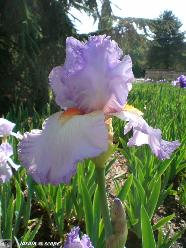 Iris