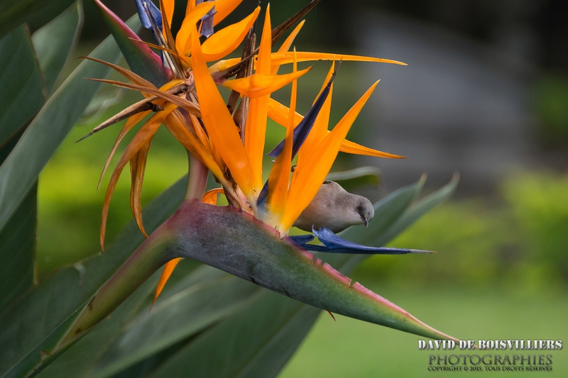 Zostérops de Maurice - Zosterops mauritianus Mauritius Grey White-eye