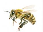 Pot abeilles (7)