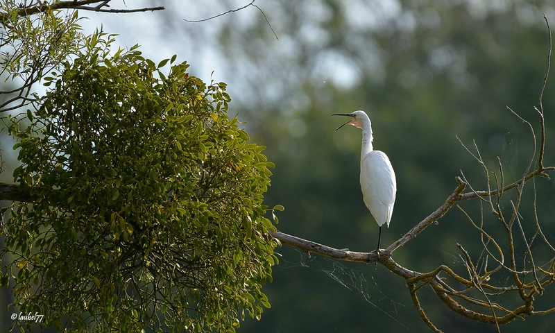 DSC_0852 garzette dans arbre