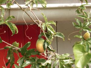 fruits passion