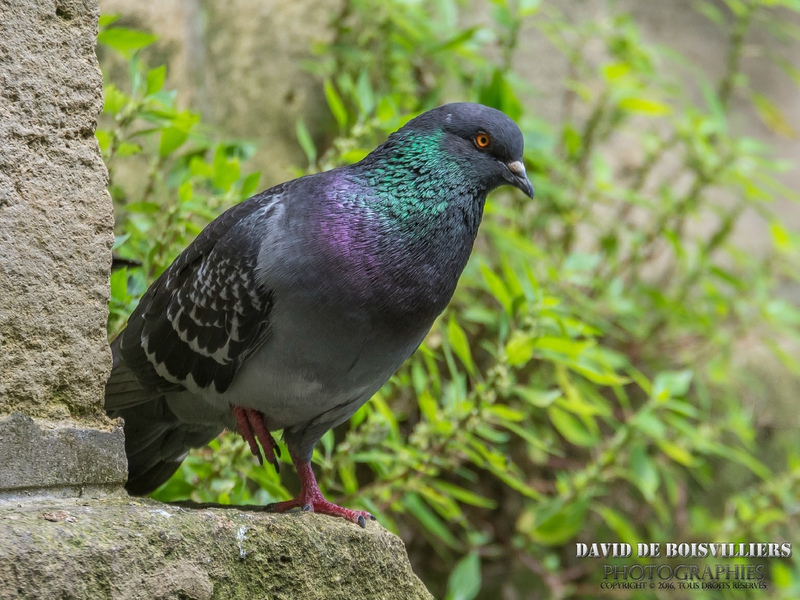 Pigeon Biset (Colomba Livia)