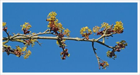 niort_branche_fleurie_280309