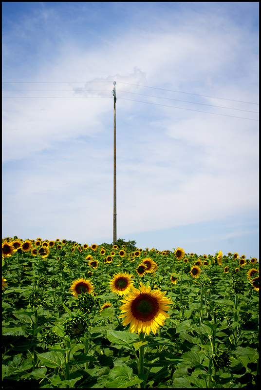 21-Tournesol