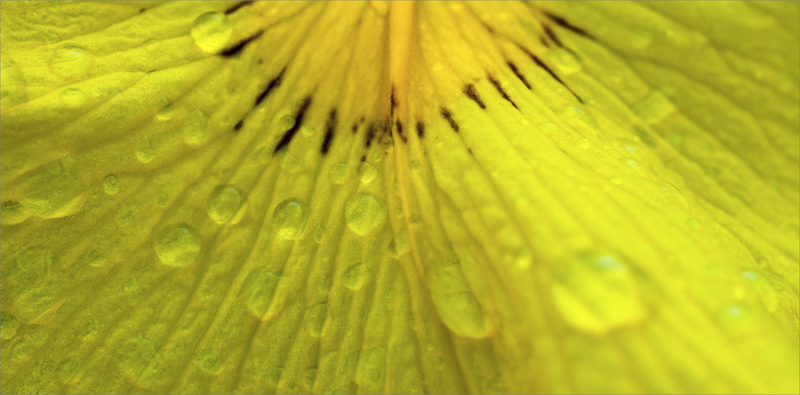 SM iris marais jaune gouttes eau 200420