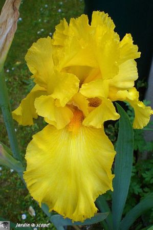 Iris-Temple-Gold