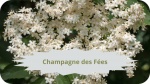 18 SUREAU NOIR(5)Champagne des Fées-modified