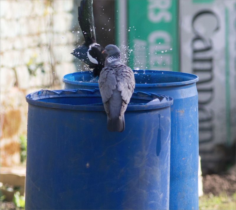 oiseaux ramier pie bain fûts bleus 5 300321