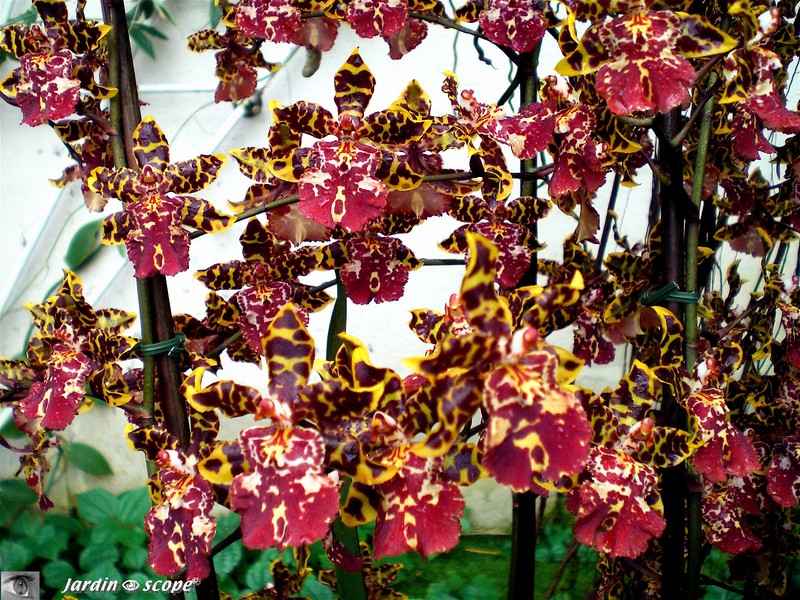 oncidium en orgues inattendues