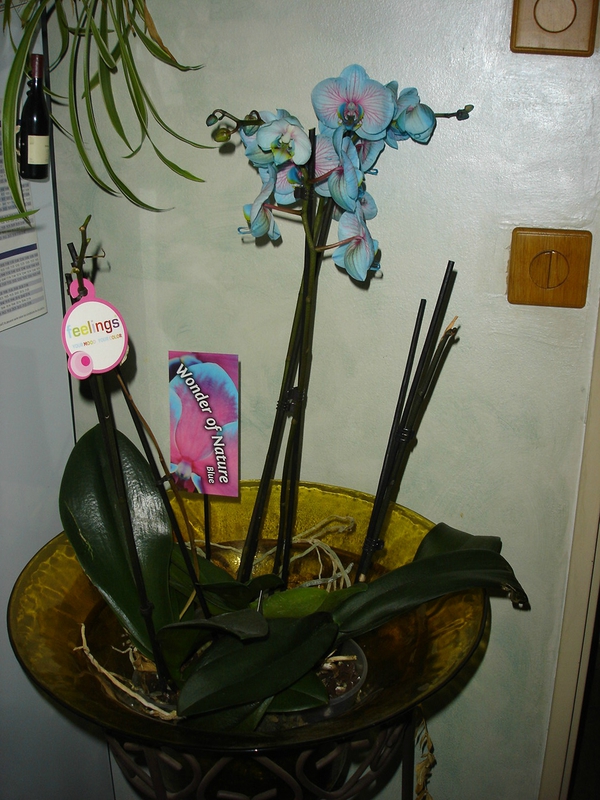 orchidées 007