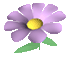 15 02 06 fleur violette