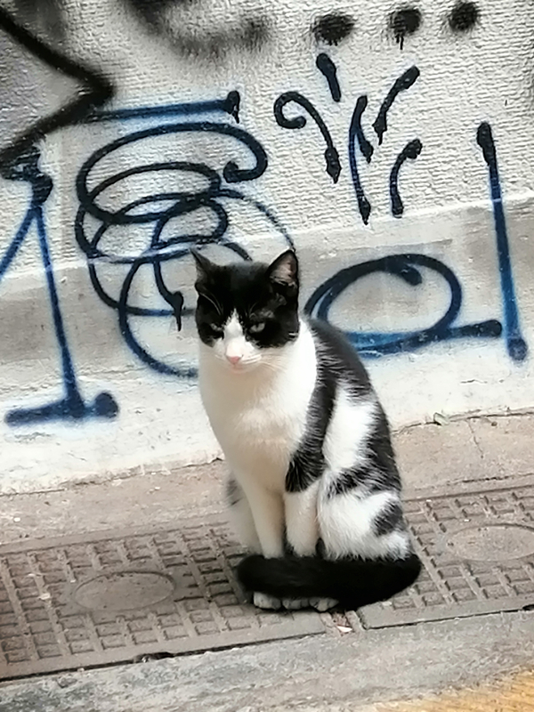 tsamadou chat noir et blanc