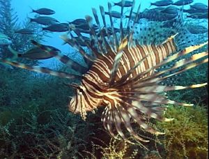 lionfish_atlanticocean