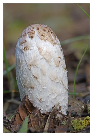 Galuchet_champignon_vesse