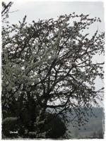prunier cerisier fleuris