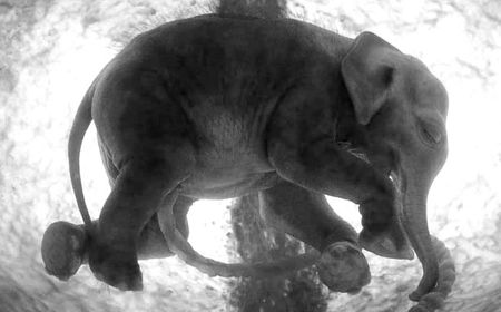 elephant_womb