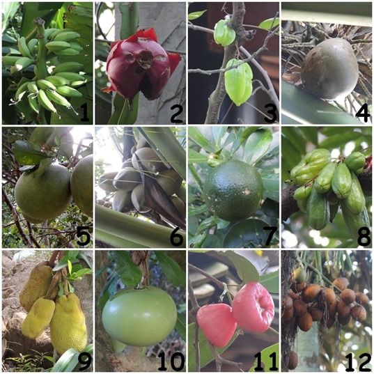 10-fruits