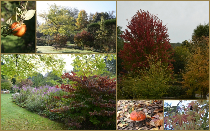 Notre jardin a l' automne