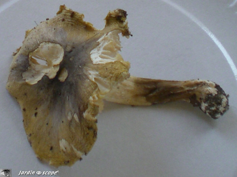 Tricholome à distinguer • Tricholoma sejunctum • Tricholomatacea