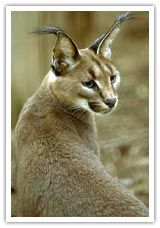 img_caracal