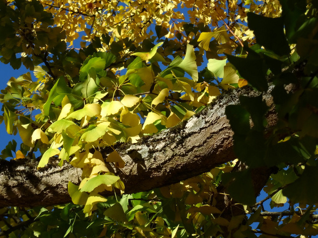 209 K°Ginkgo Biloba Arbre aux 40 écus