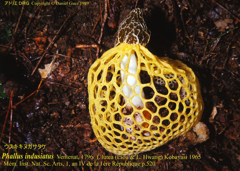 Phallus_indusiatus_Ventenat_lutea_SMCR