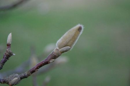 08-11-11 Le bourgeon