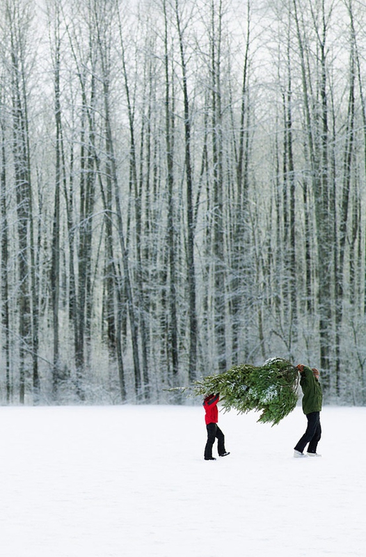 sapin_foret_neige