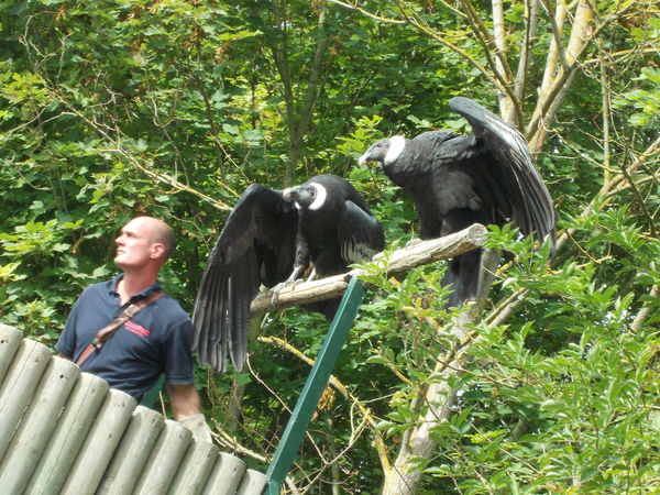 Fauconnier_avec_deux_Grands_Condors_des_Andes