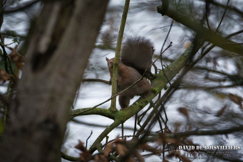 Ecureuil Roux (Sciurus vulgaris)