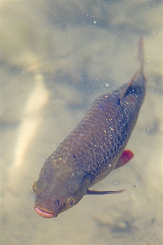 Poisson rivière bouche 1 300319